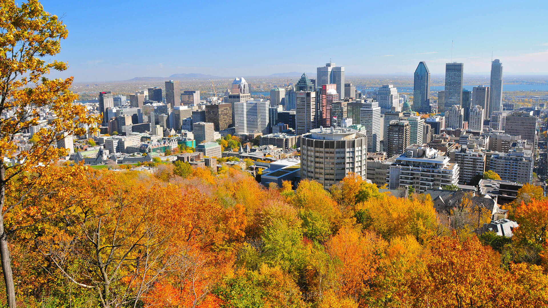 Panoramic view of Montreal, Quebec, with skyscrapers surrounded by vibrant autumn foliage.